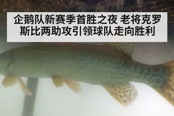 企鹅队新赛季首胜之夜 老将克罗斯比两助攻引领球队走向胜利